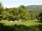 popolavec dlholistý moravský (25.5.2005)