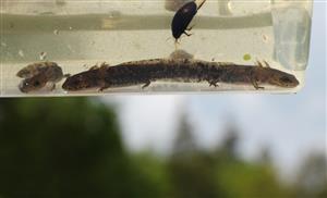 larvy Salamandra salamandra