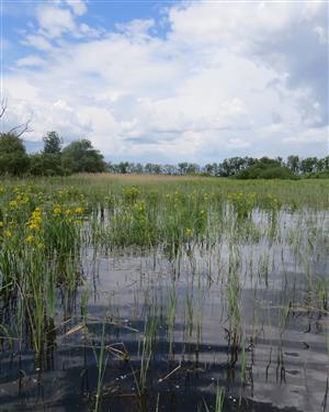 pohľad na biotop severného rybníka