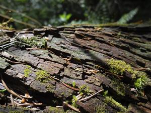 Buxbaumia viridis