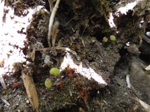 Mannia triandra na TMP9