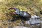 Imágo Lucanus cervus na TMP_1