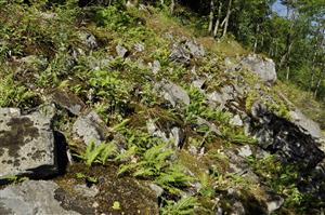 Polypodium vulgare