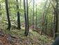 Lipovo-javorové sutinové lesy (1.7.2014)