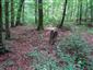 Eurosibírske dubové lesy na spraši a piesku (5.8.2014)