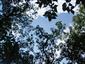 Lipovo-javorové sutinové lesy (11.8.2014)