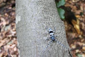 Rosalia alpina_samica