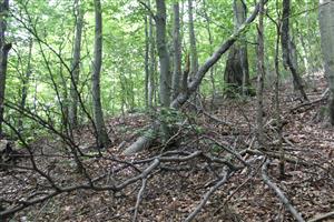 strom s Rosalia alpina_samec