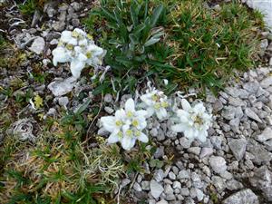 Leontopodium alpinum