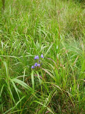 Campanula serrata v poraste chlpane na lúke pri zrážkomere