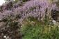 Calluna vulgaris, Genista pilosa a Avenella flexuosa