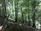 Javorovo-bukové horské lesy (18.6.2014)