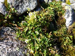 Cochlearia tatrae