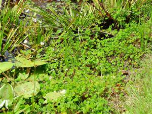 Marsilea quadrifolia - terrestrická forma