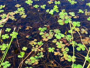 natantná forma druhu Marsilea quadrifolia