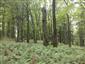 Javorovo-bukové horské lesy (16.6.2014)