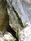 Karbonátové skalné steny a svahy so štrbinovou vegetáciou (22.7.2016)