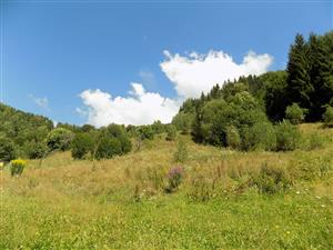 TML_CampSerr_242