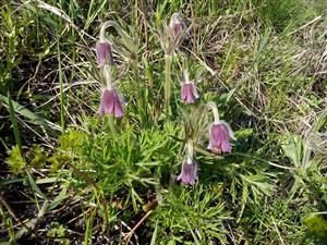 trs Pulsatilla pratensis ssp. hungarica