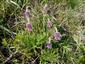 trs Pulsatilla pratensis ssp. hungarica