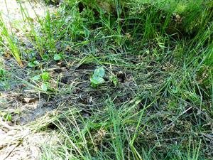 pôvodne vodná časť kubíka, dnes s úplne vysušená - s porastami Nuphar lutea s ostricami, bez druhu Marsilea quadrifolia