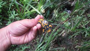Bombina variegata - lokalita Málinec