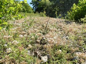 pohlad do porastu, v aspekte kvitnúce Sedum album