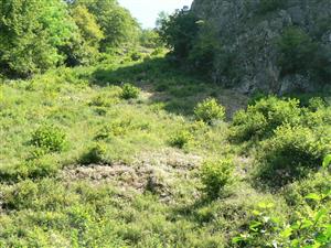 mozajkovitý výskyt biotopu (biele oblasti s kvitnúcim Sedum album) v ostatných typoch vegetácie