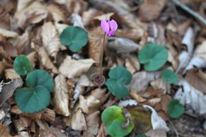 Mikropopulacia 1