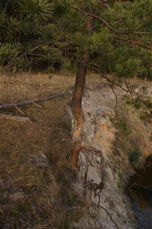ohryz borovice bobra akrobata