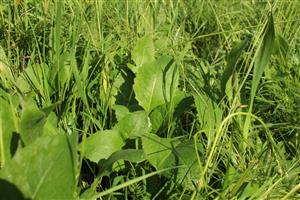 Serratula lycopifolia - sterilná rastlina