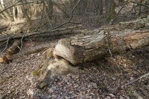 zhryzený javor