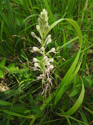 kvitnúce Himantoglossum adriaticum