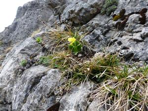 Kvitnúci druh Primula auricula na lokalite