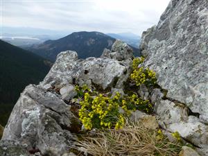 Draba aizoides na vrchu Bielej skaly