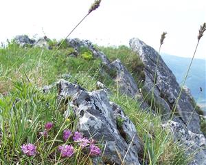 Biotop Pulsatilla slavica a P. subslavica na brale Cigánka