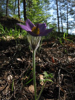 Pulsatilla slavica v  borovicovom poraste