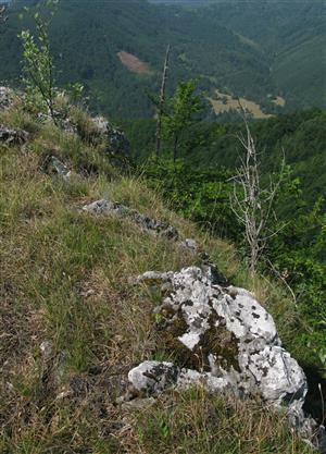 biotop Pulsatilla subslavica
