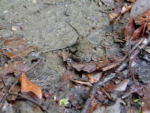 Bombina variegata