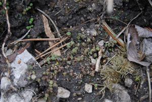 Mannia triandra na TMP5