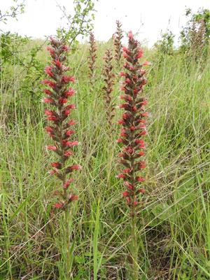 Jedince druhu Echium russicum na lokalite Hostice,pri pieskovni.