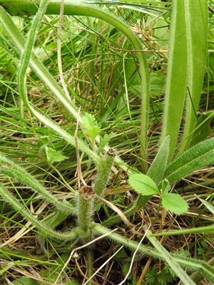 Odhryznuté jedince druhu Echium russicum na lokalite Slizké, pri chate SSJ, pri el. vedení