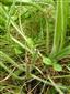 Odhryznuté jedince druhu Echium russicum na lokalite Slizké, pri chate SSJ, pri el. vedení