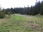 mlok karpatský (26.5.2017)
