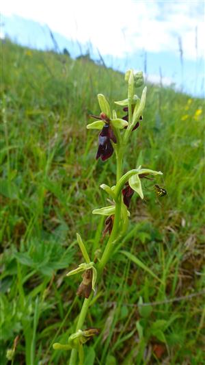 Ophrys insectifera
