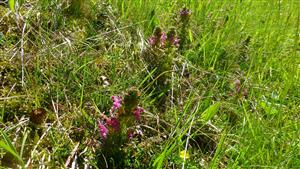 Pedicularis sylvatica