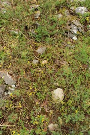 Záber na monitorovanú lokalitu.