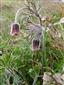 Pulsatilla pratensis ssp. hungarica - kvitnutie