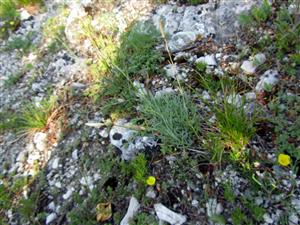 Dianthus lumnitzerii v biotope Tr5