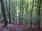 Kyslomilné bukové lesy (21.8.2013)